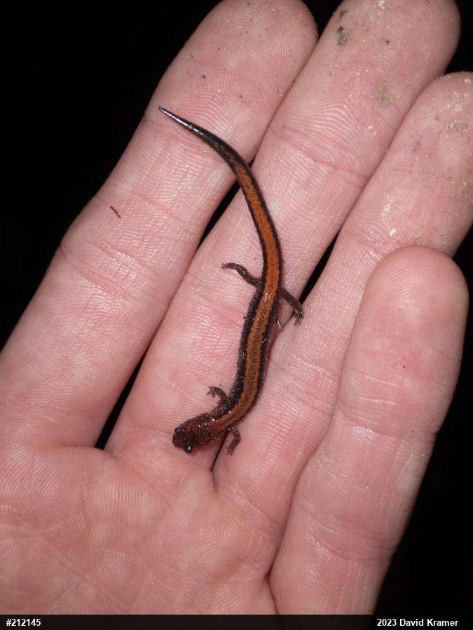 Eastern Red-backed  Salamander