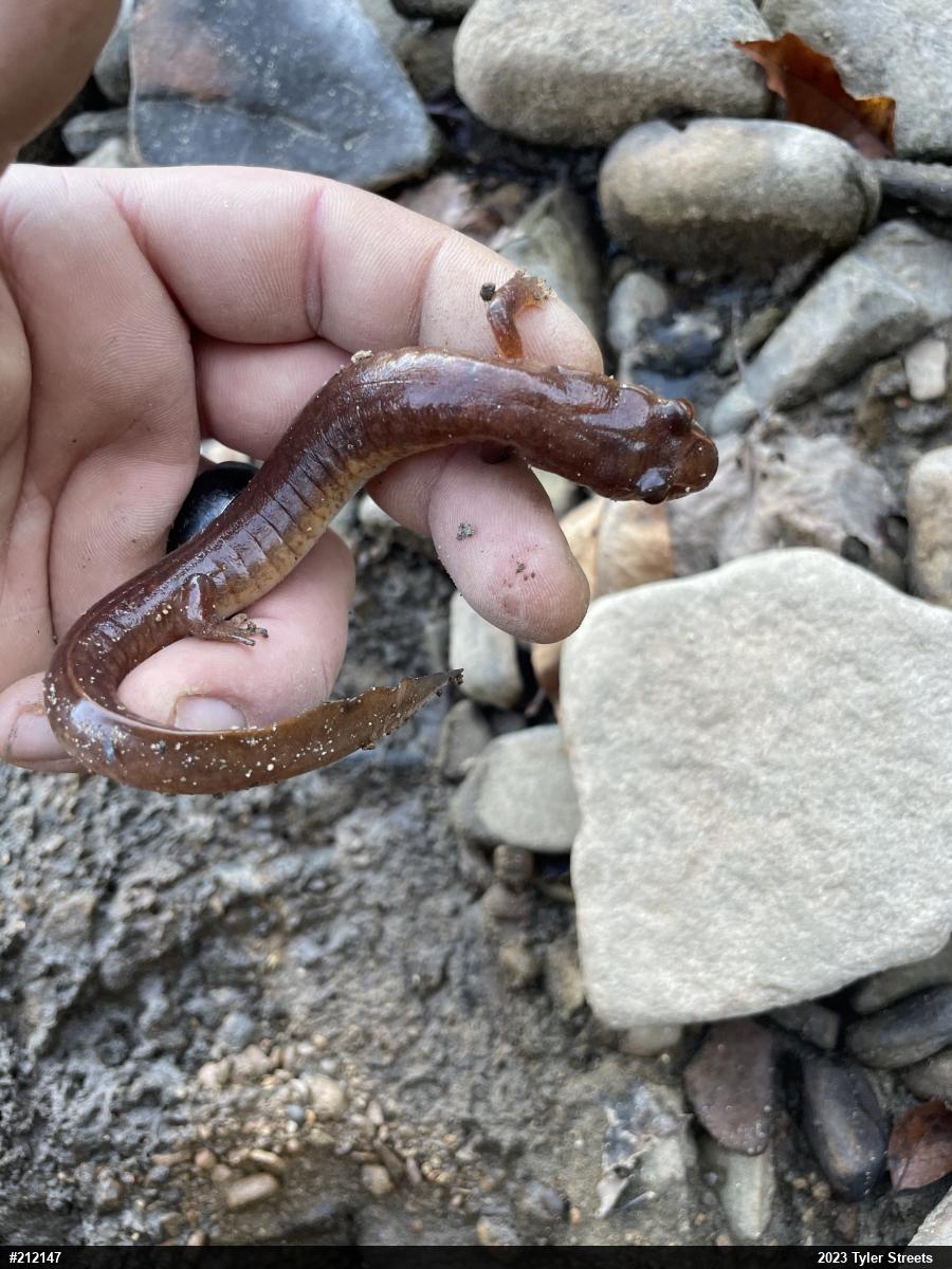 Northern Spring Salamander