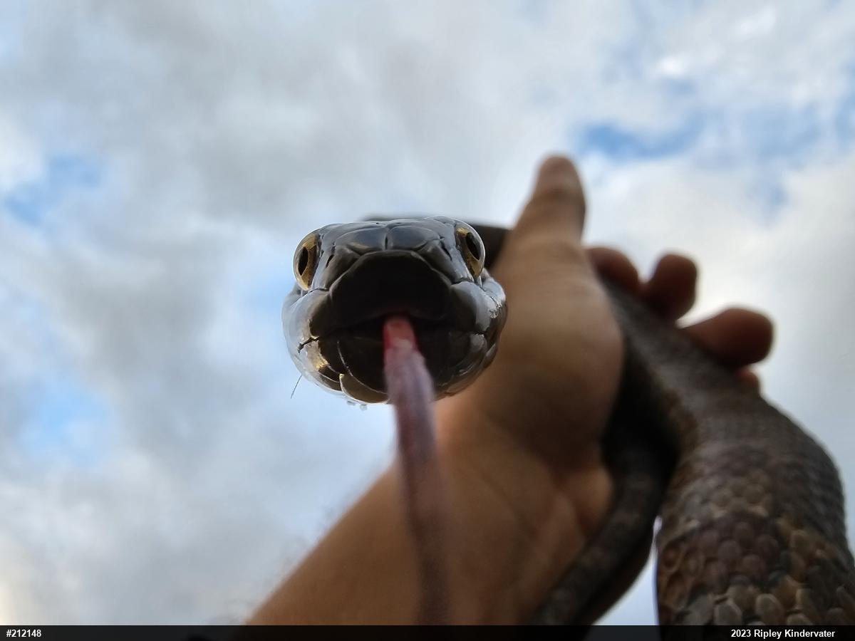 Northern Watersnake