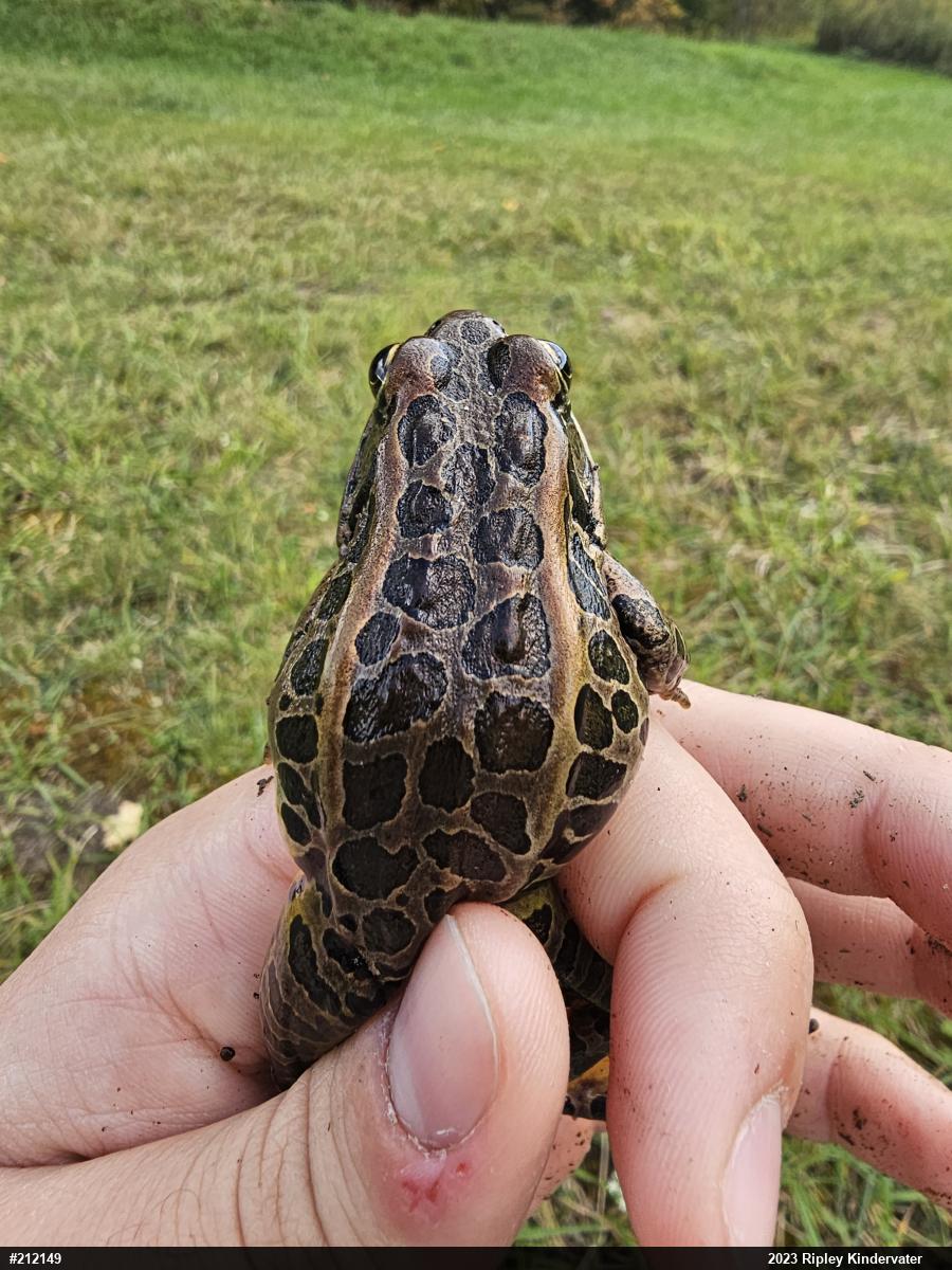 Pickerel Frog