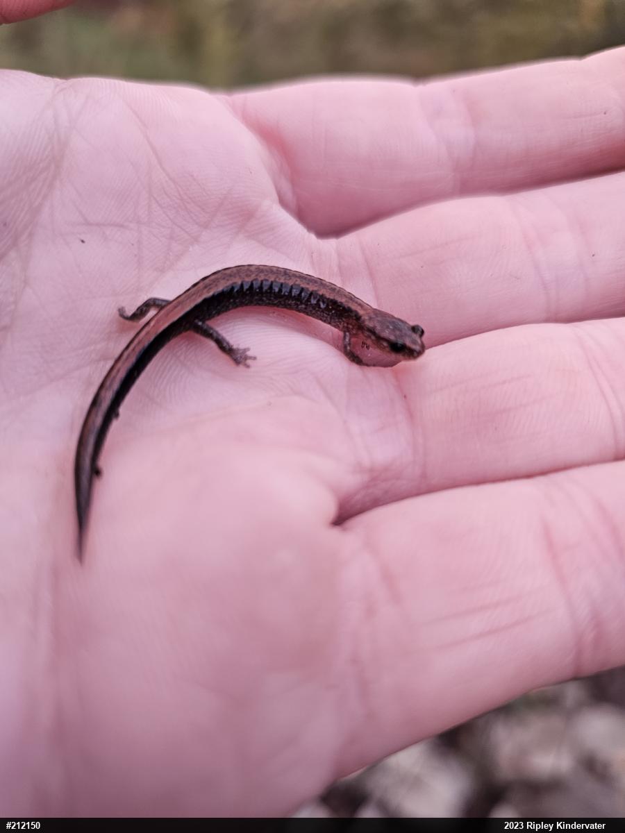 Eastern Red-backed  Salamander