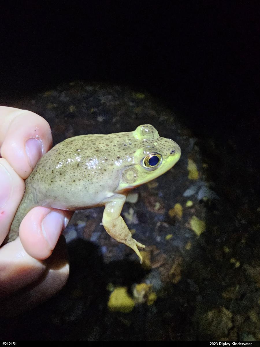 American Bullfrog