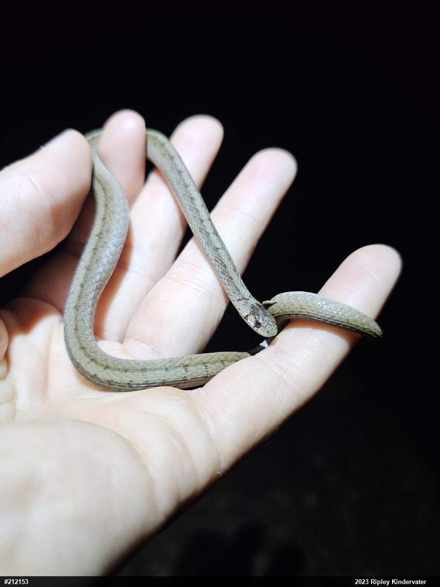 Dekay's Brownsnake