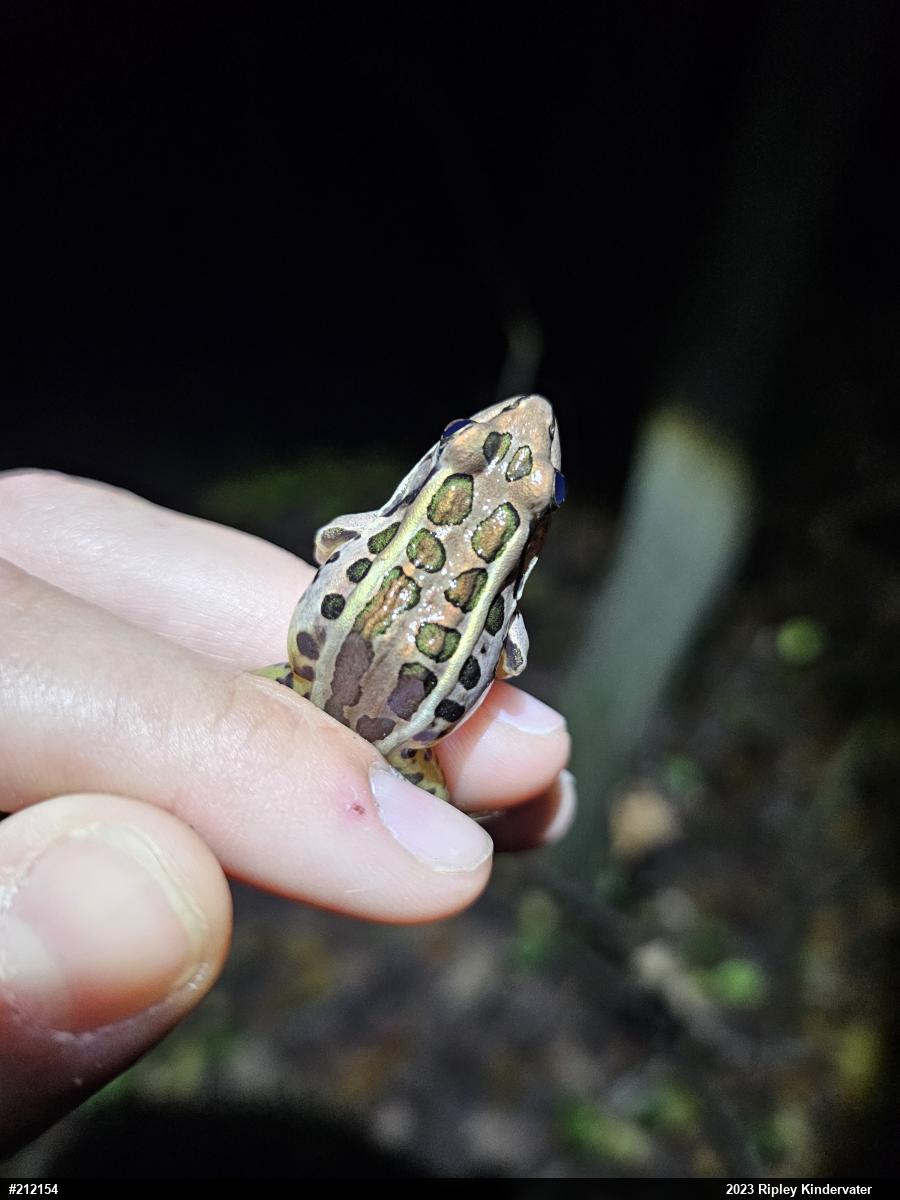 Pickerel Frog