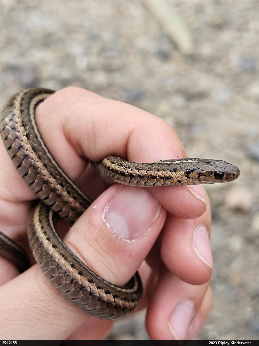 Shorthead Gartersnake