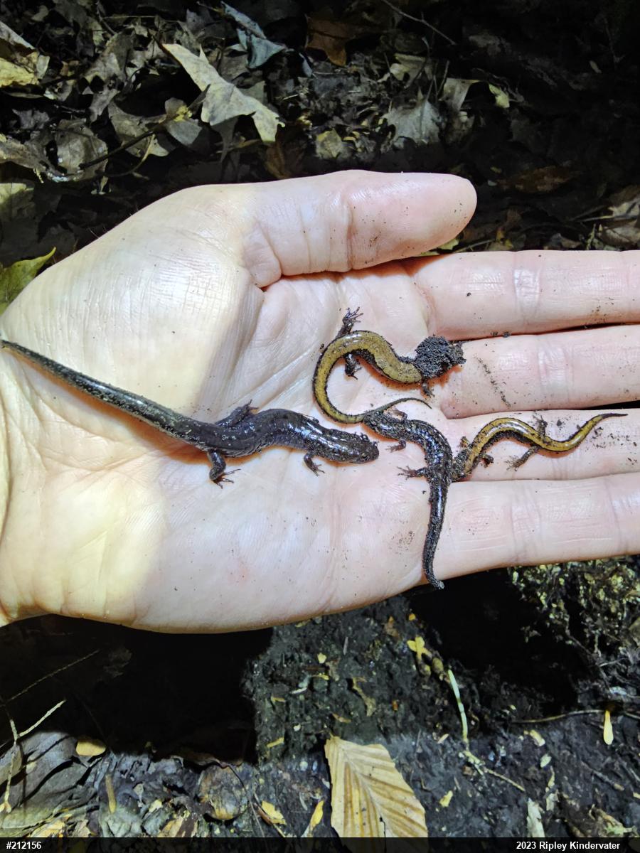 Allegheny Mountain Dusky Salamander