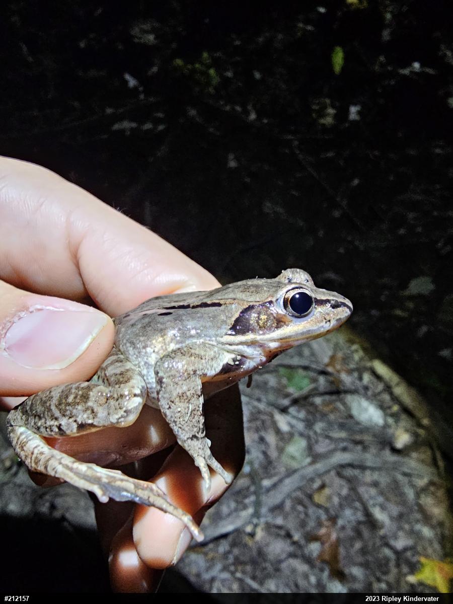Wood Frog