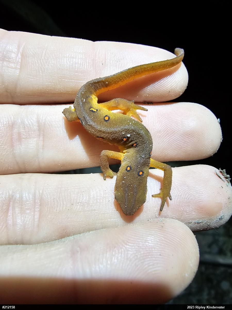 Red-spotted Newt