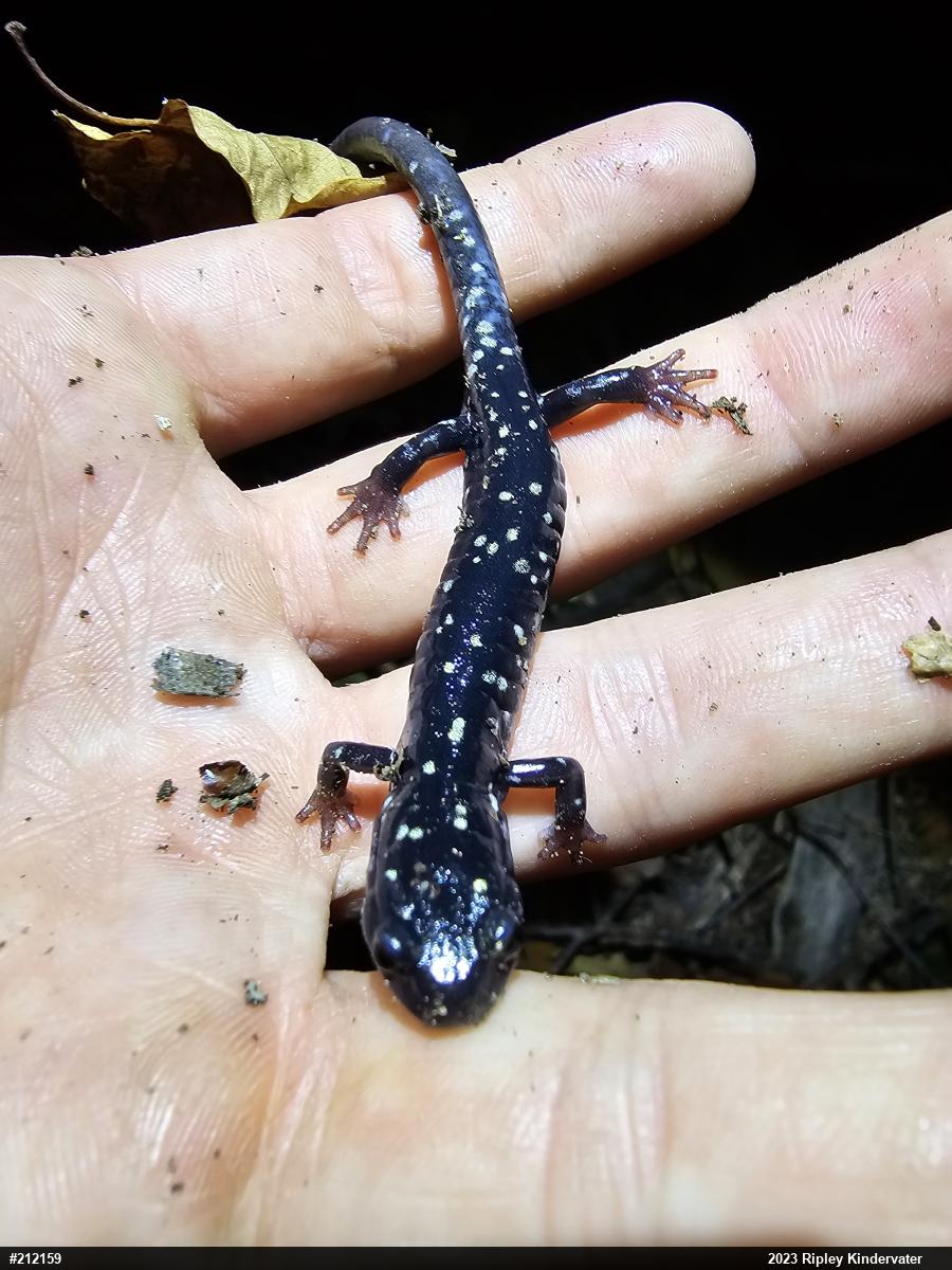 Northern Slimy Salamander