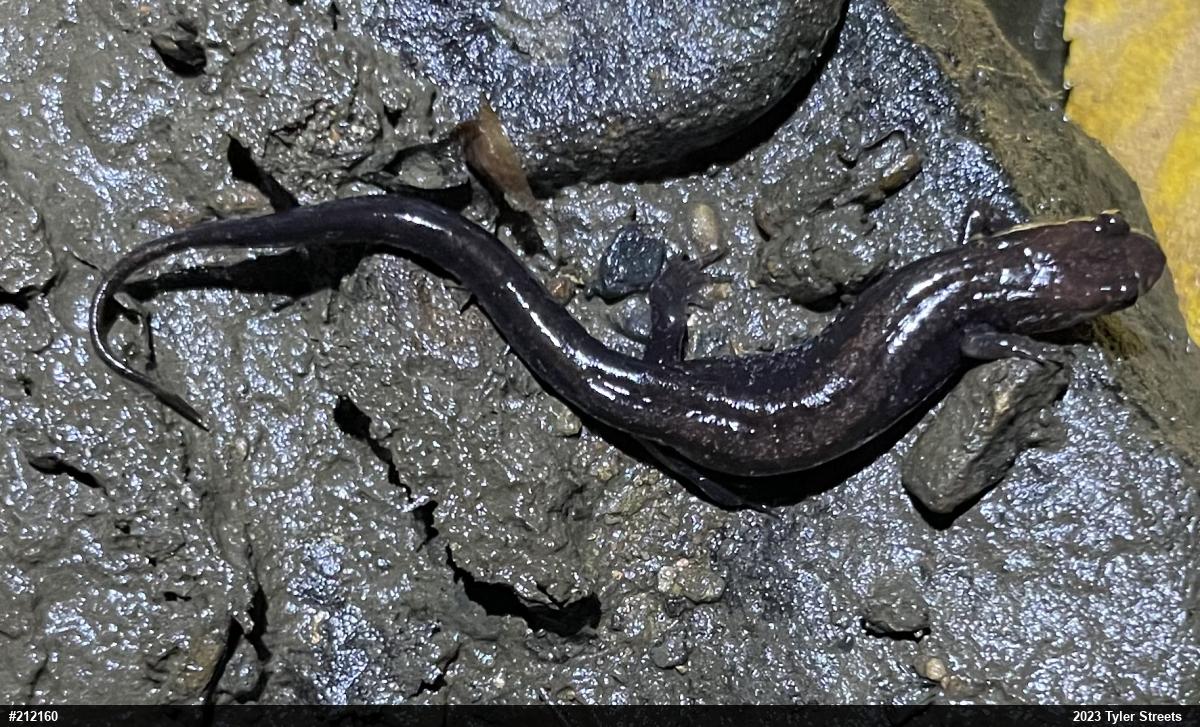 Allegheny Mountain Dusky Salamander