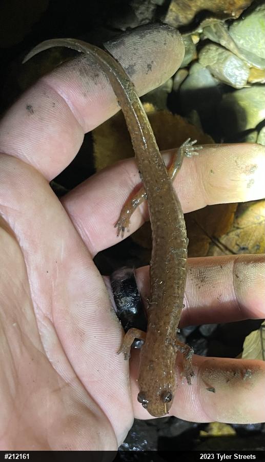 Northern Spring Salamander