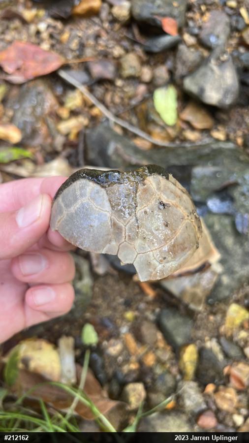 Eastern Musk Turtle