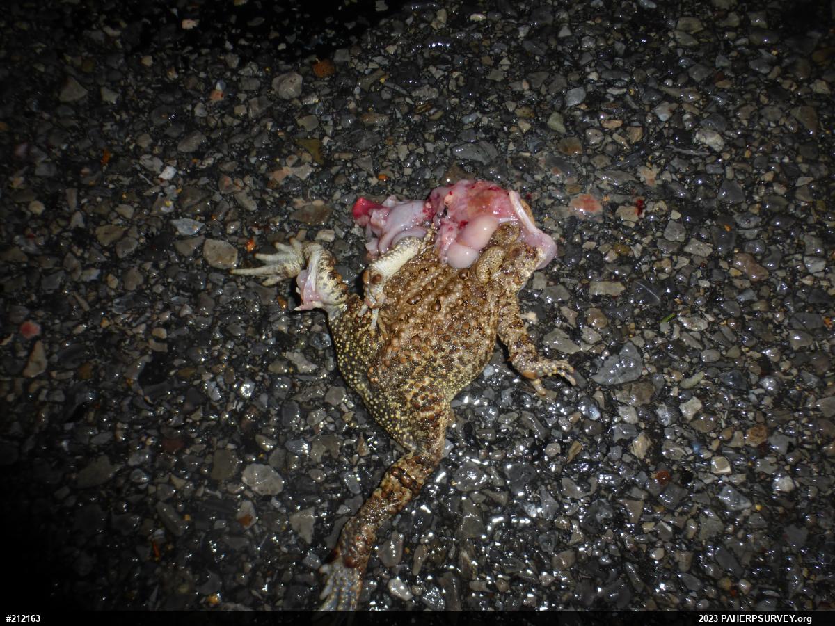 Eastern American Toad