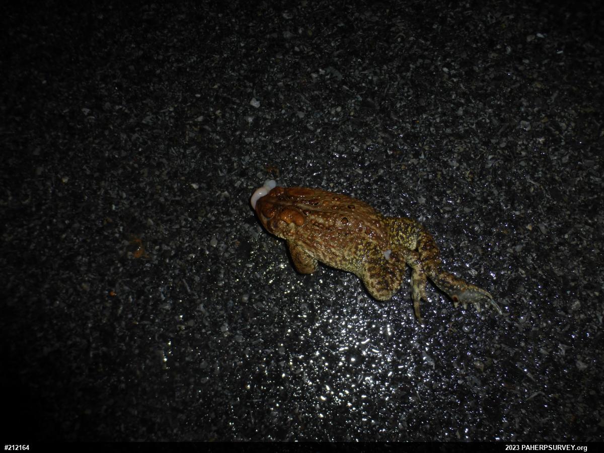 Eastern American Toad