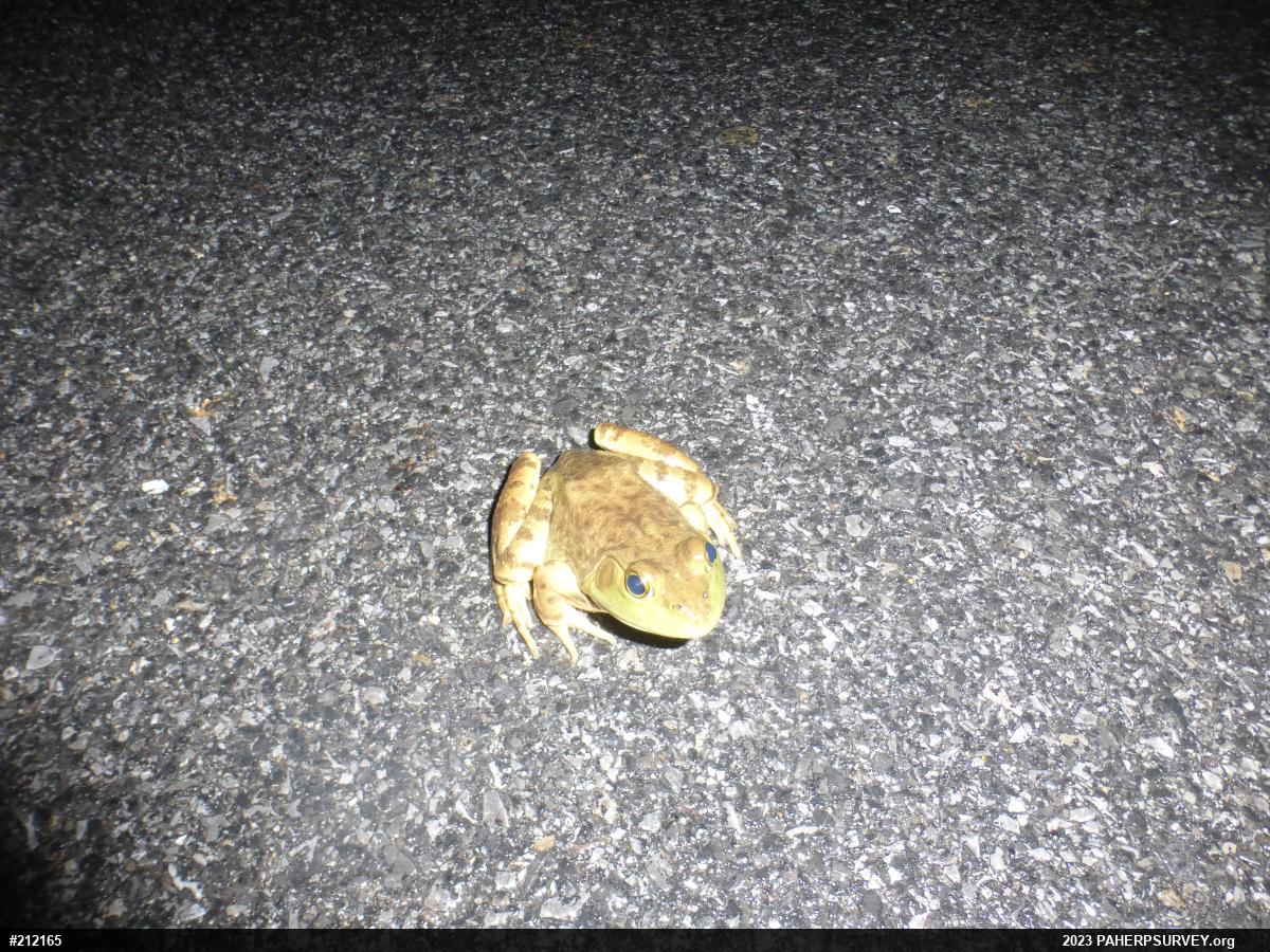 American Bullfrog