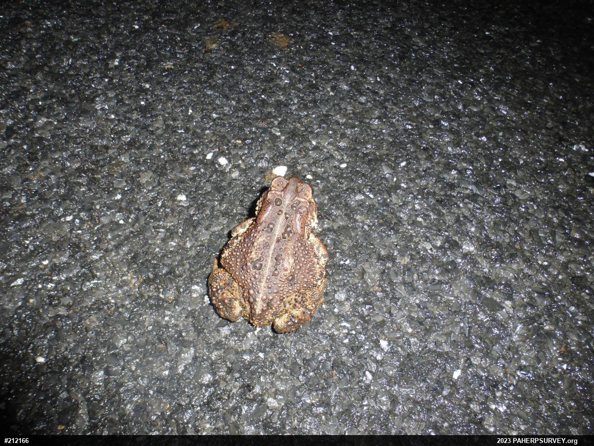 Eastern American Toad