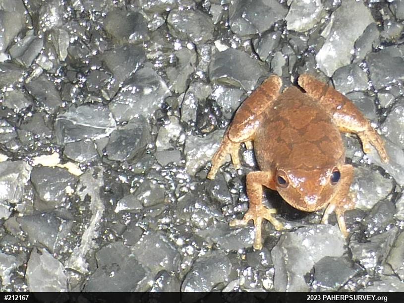 Spring Peeper