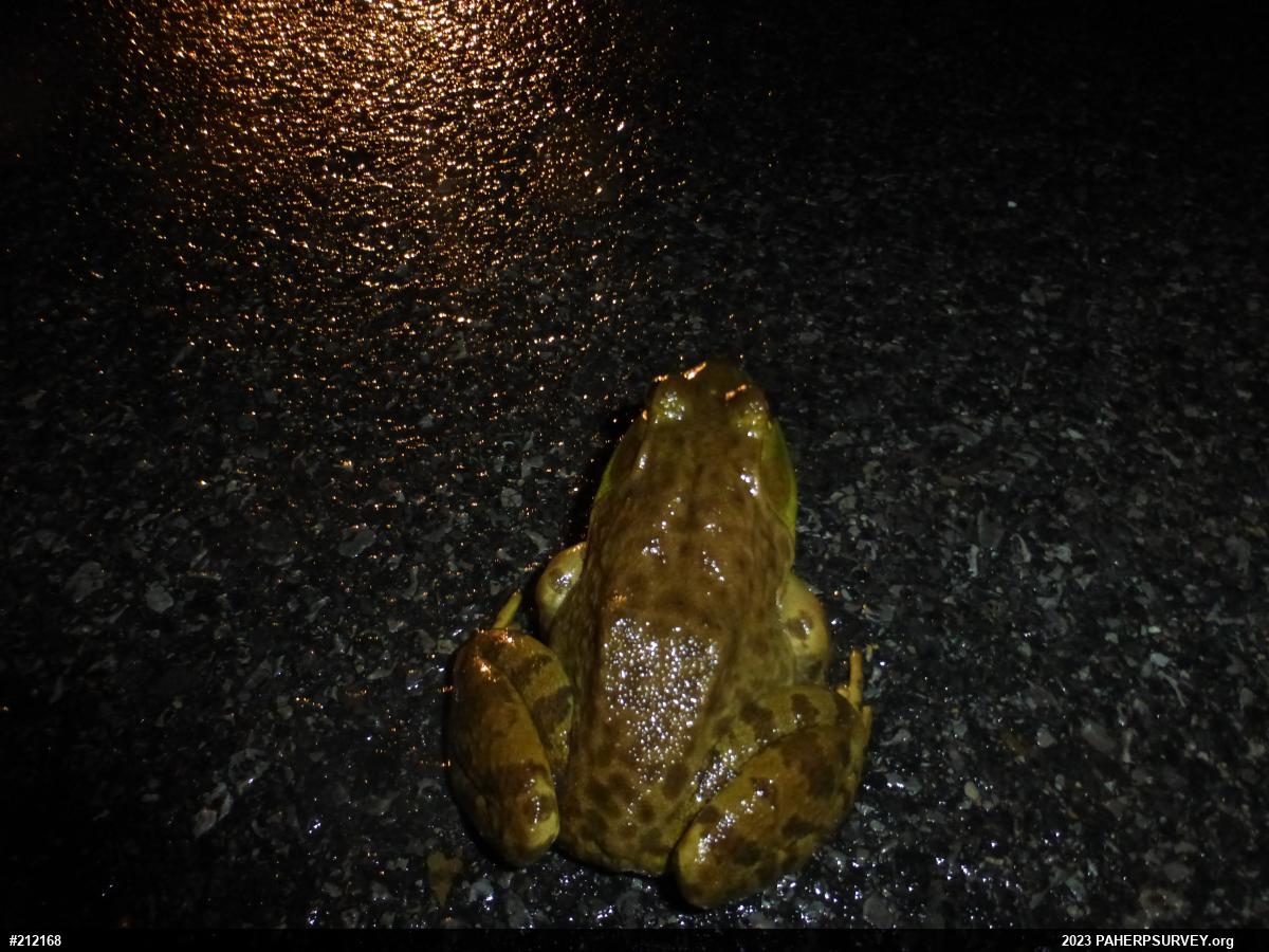 American Bullfrog