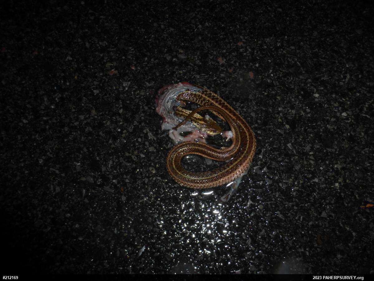 Eastern Gartersnake