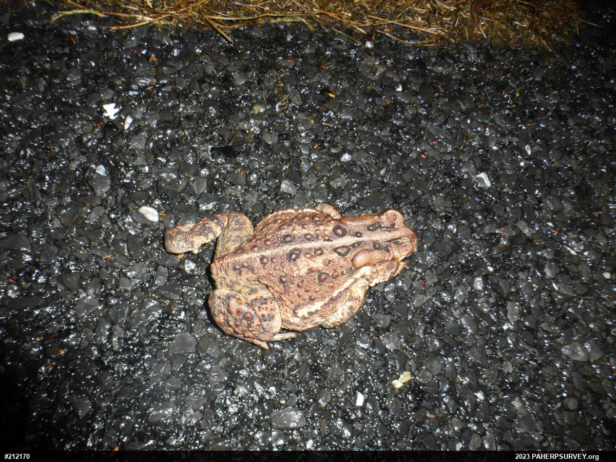 Eastern American Toad