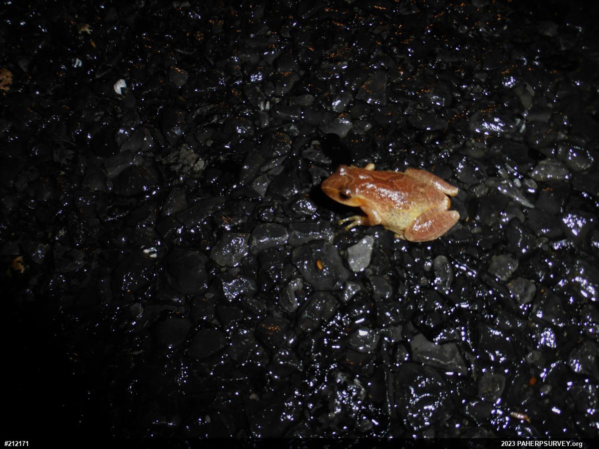 Spring Peeper