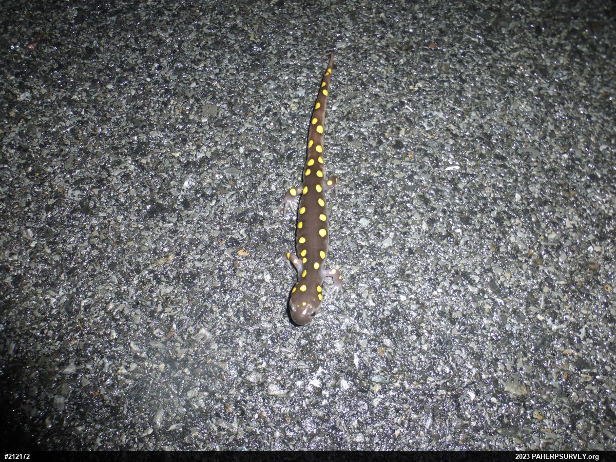 Spotted Salamander