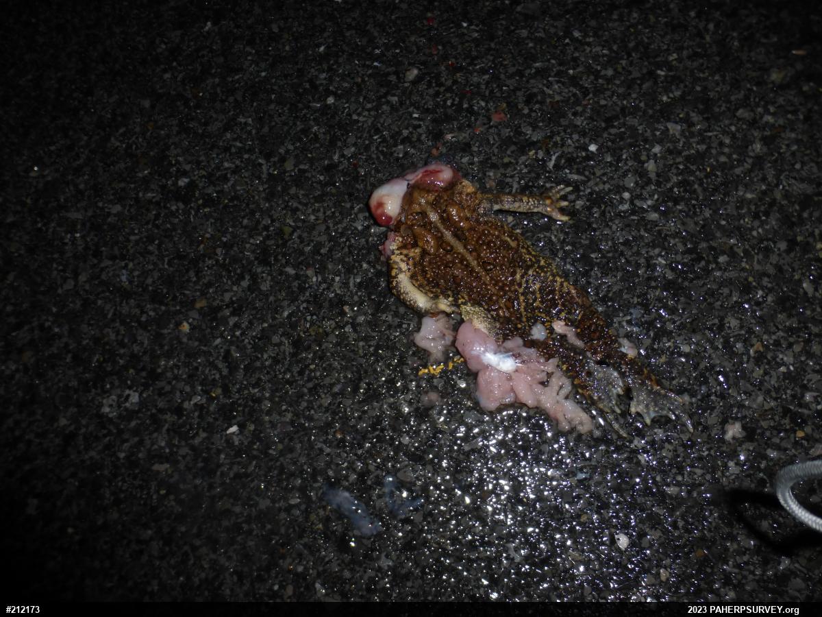 Eastern American Toad