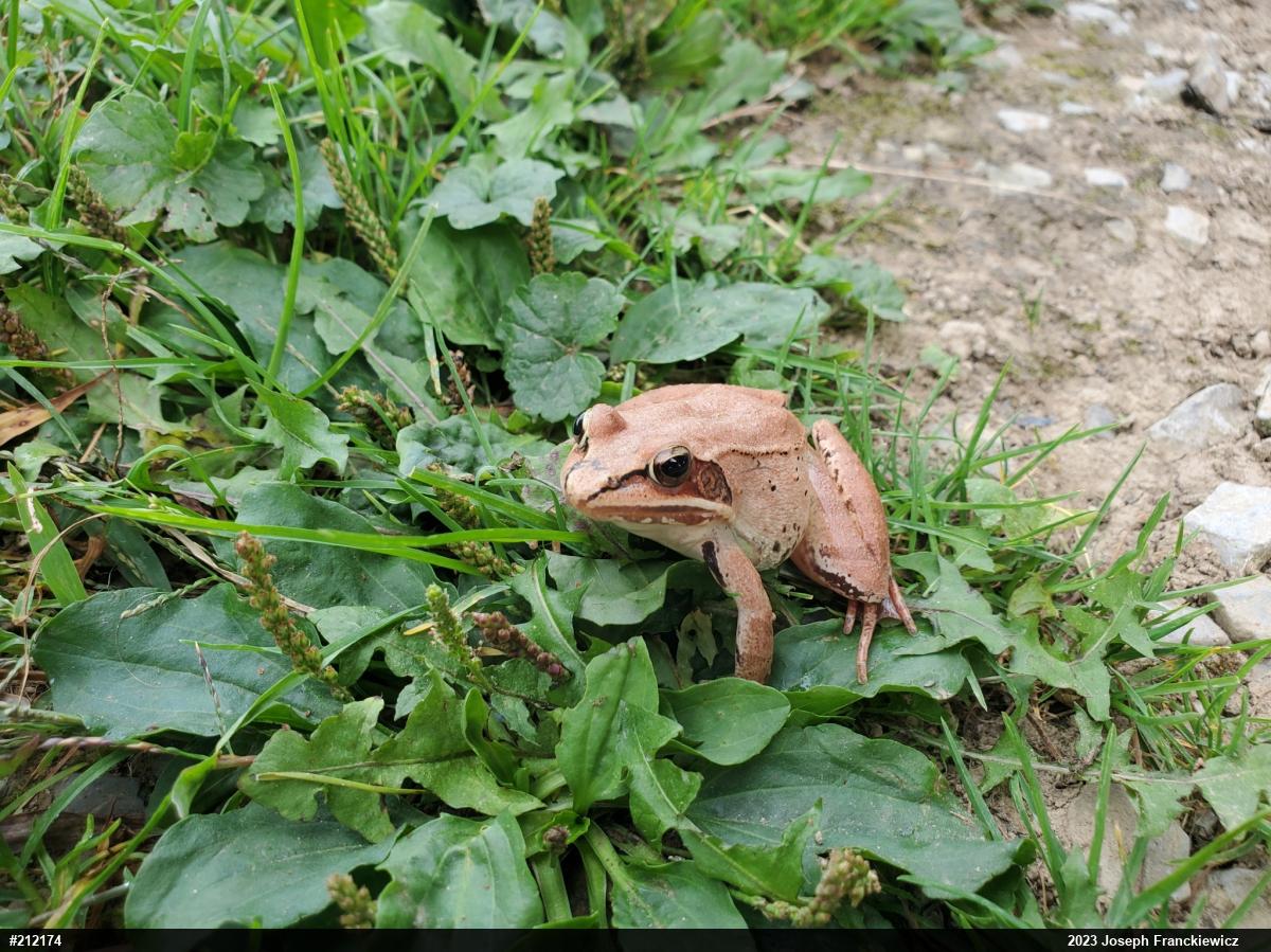 Wood Frog