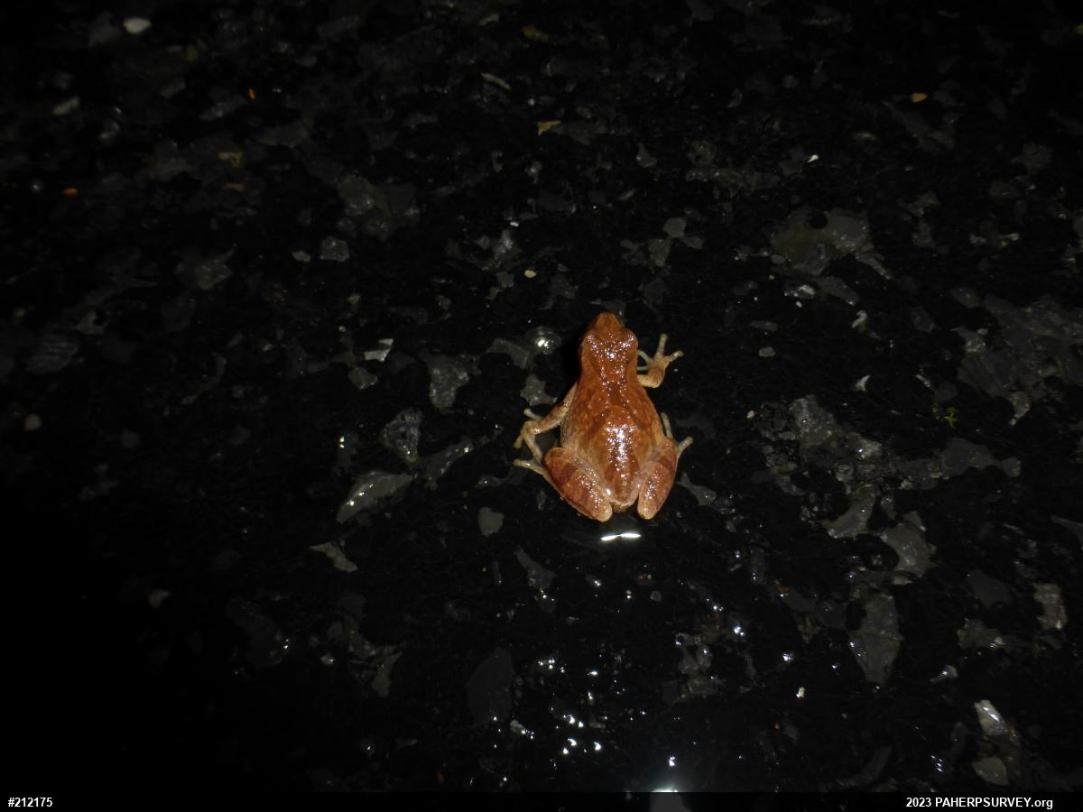 Spring Peeper