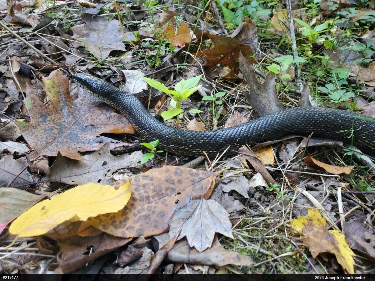 Eastern Ratsnake