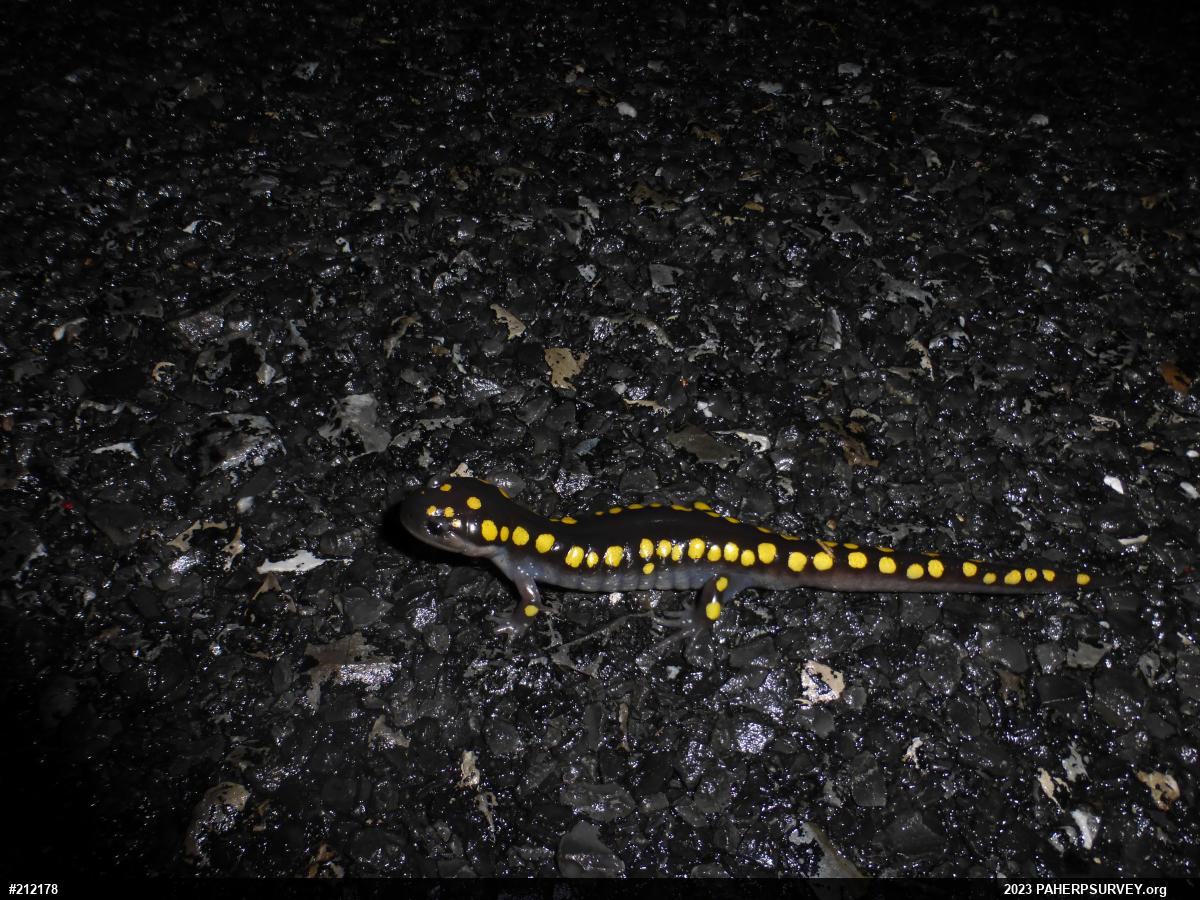 Spotted Salamander