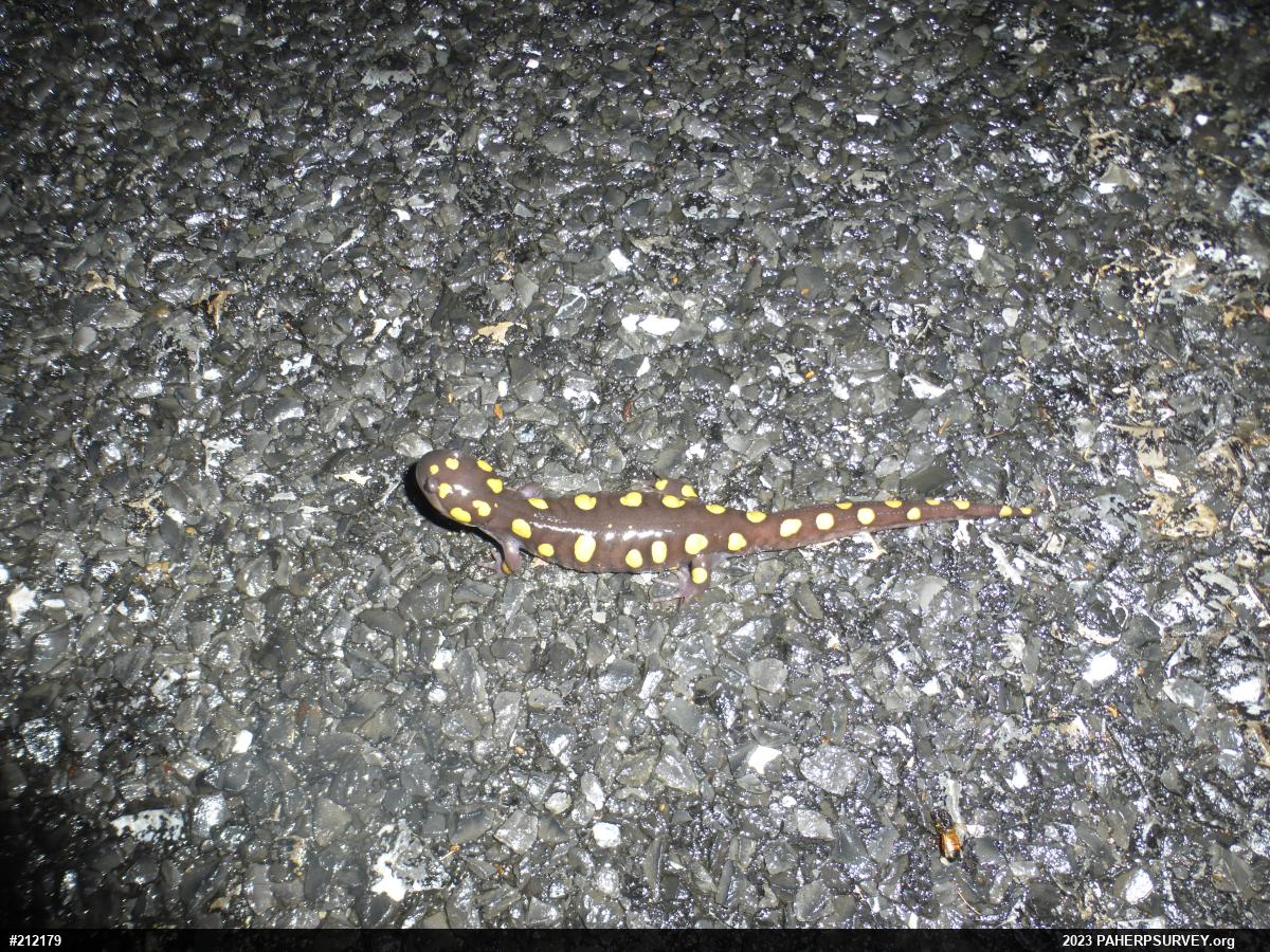 Spotted Salamander