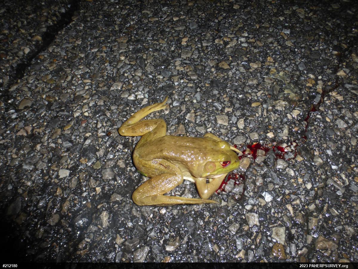 American Bullfrog