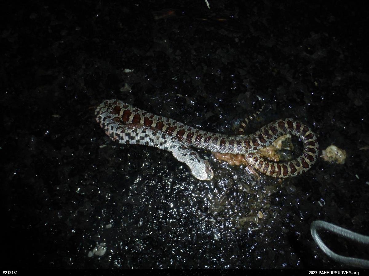 Eastern Milksnake