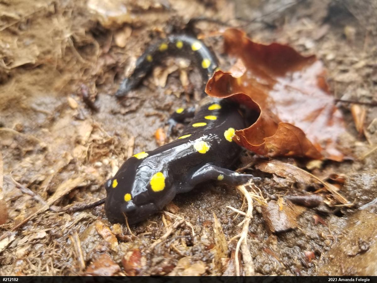 Spotted Salamander