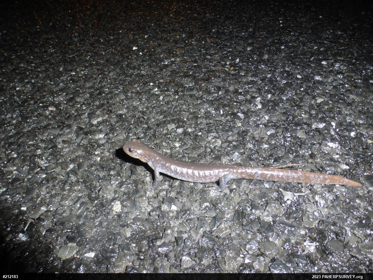 Jefferson Salamander