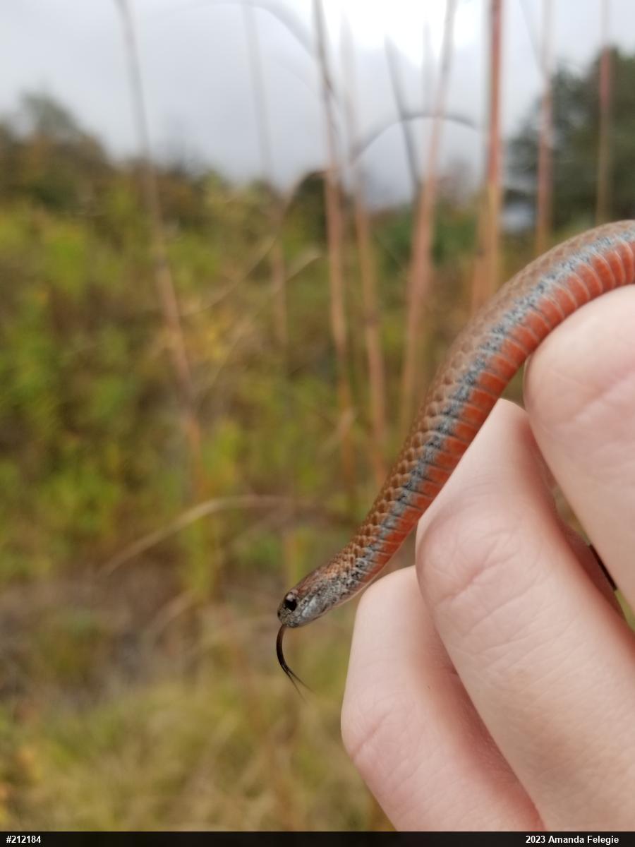 Red-bellied Snake
