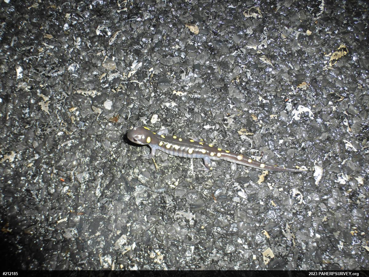 Spotted Salamander