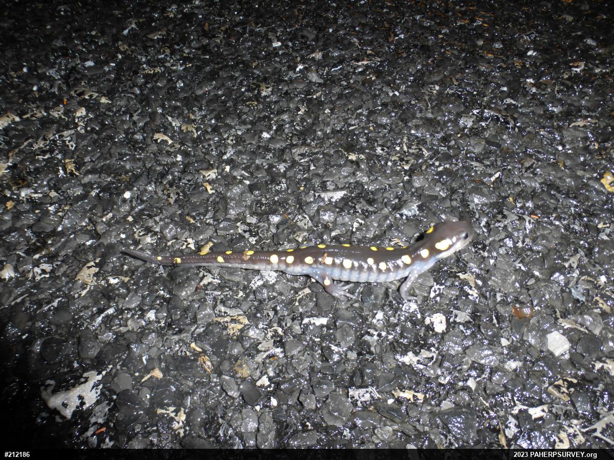 Spotted Salamander