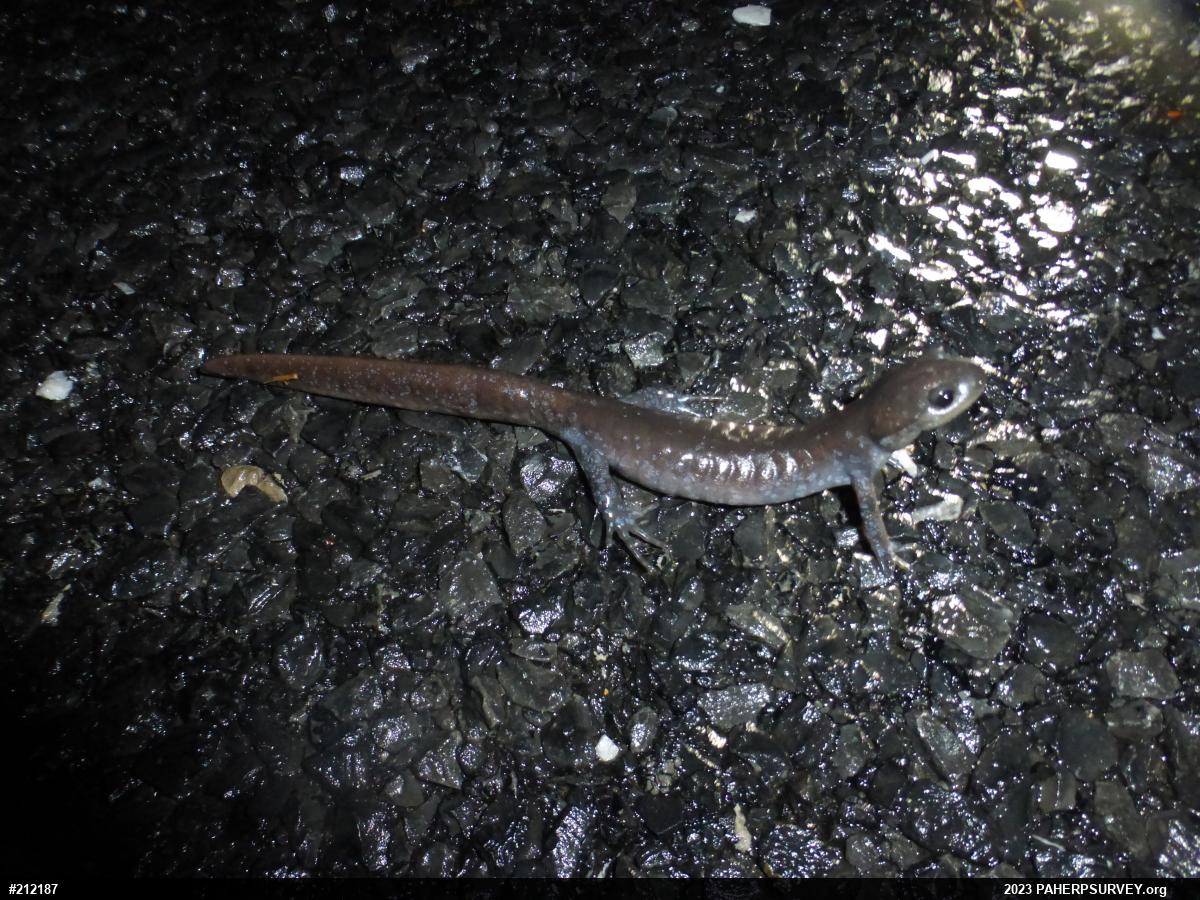 Jefferson Salamander