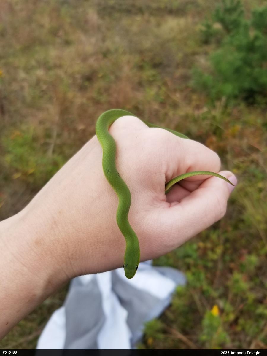 Smooth Greensnake
