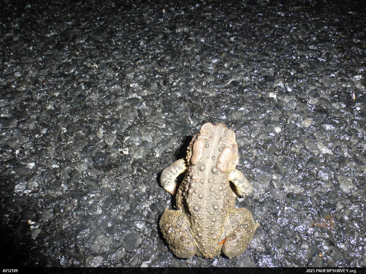 Eastern American Toad