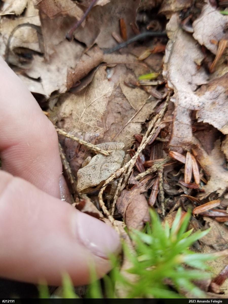 Spring Peeper