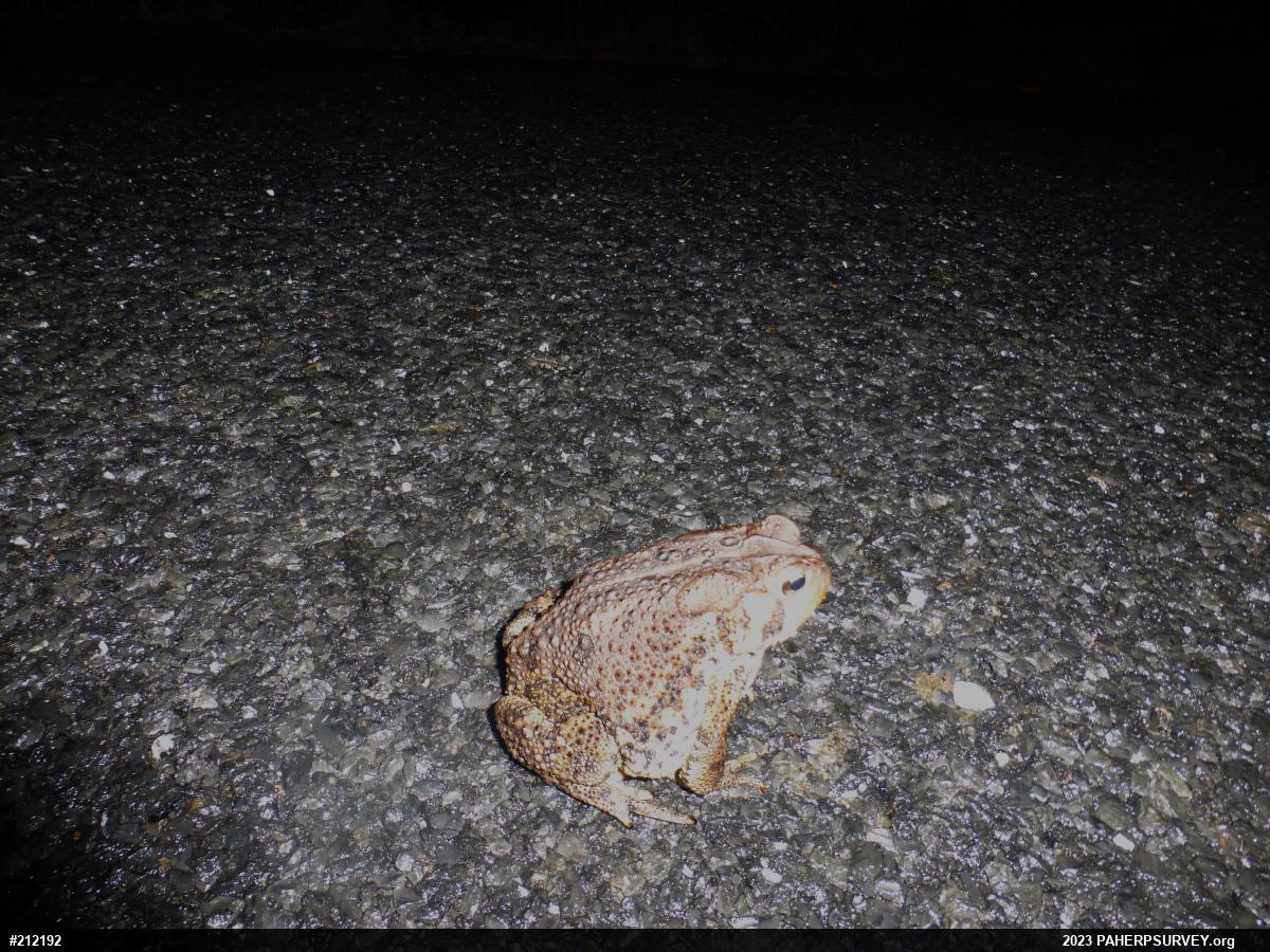 Eastern American Toad
