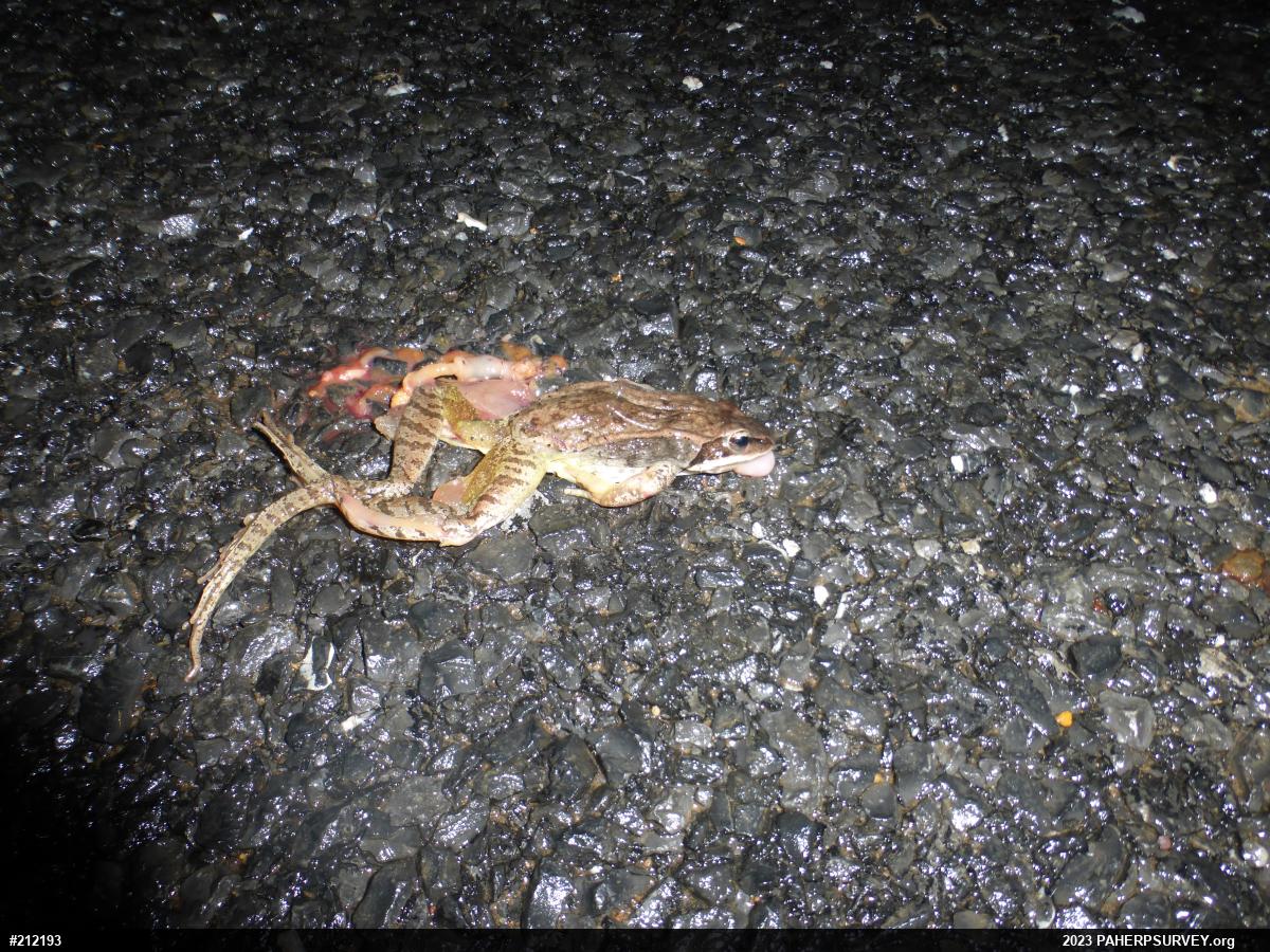 Wood Frog