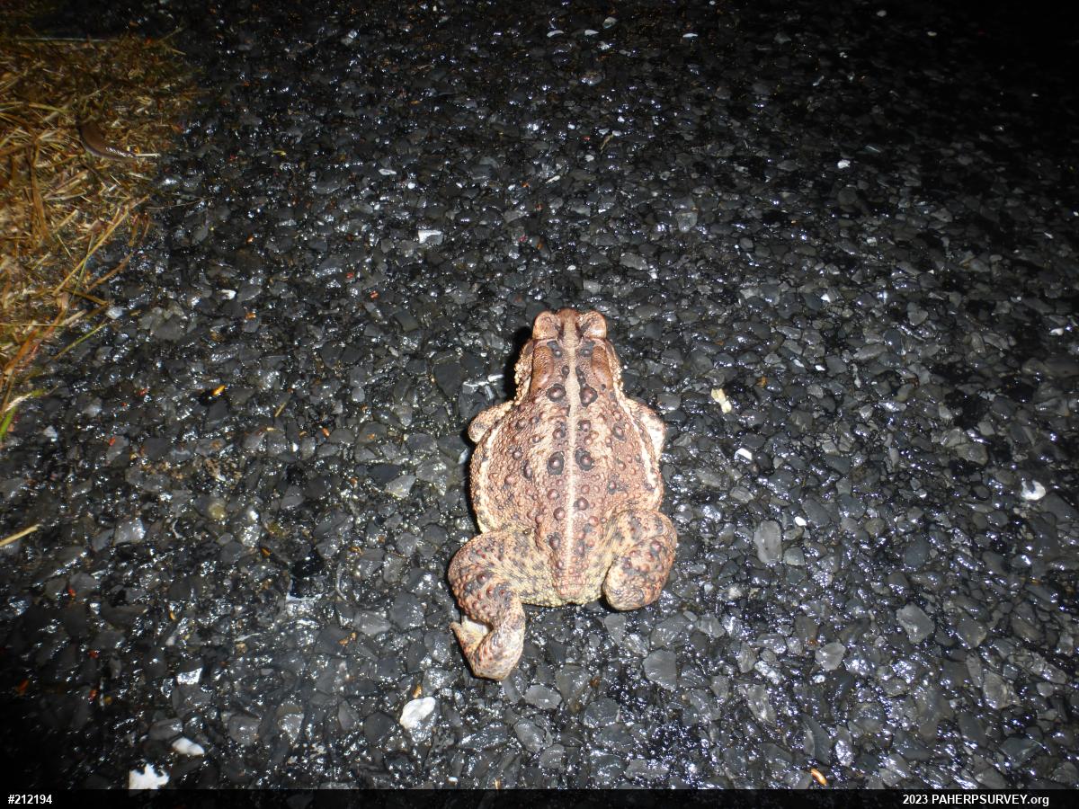 Eastern American Toad