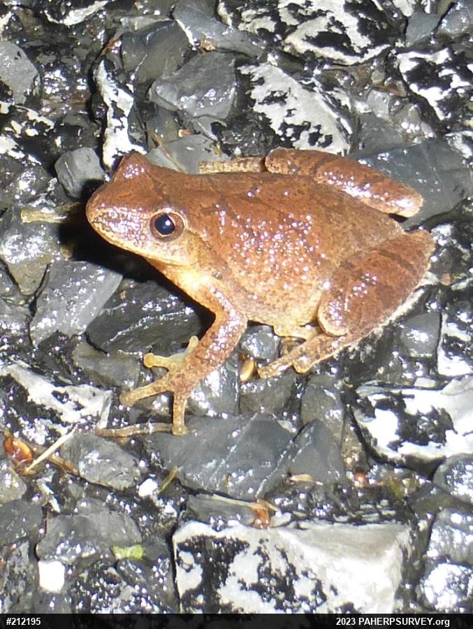 Spring Peeper