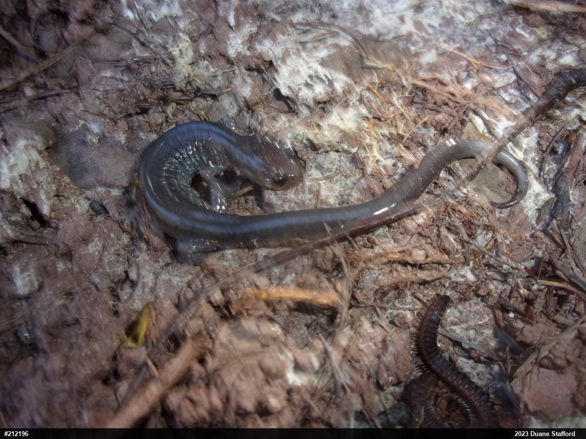Wehrle's Salamander