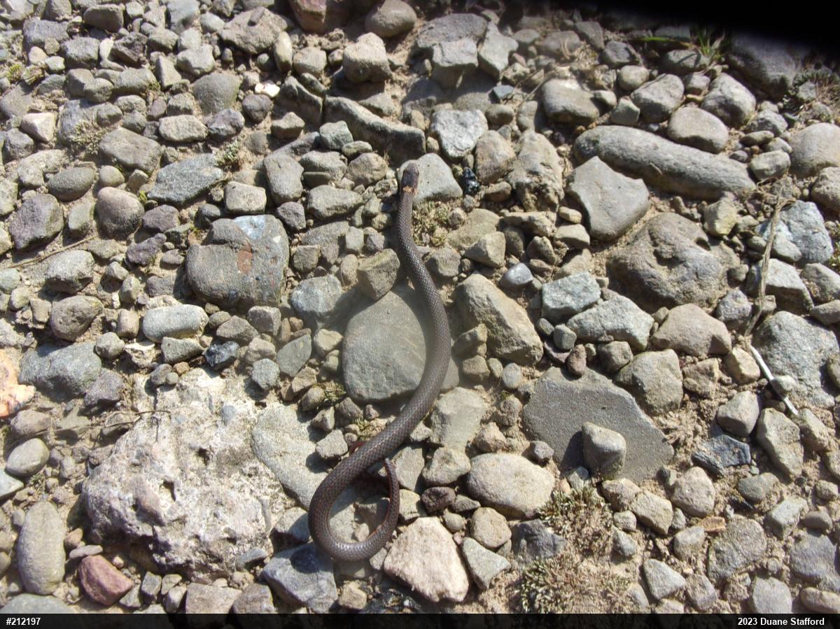 Red-bellied Snake