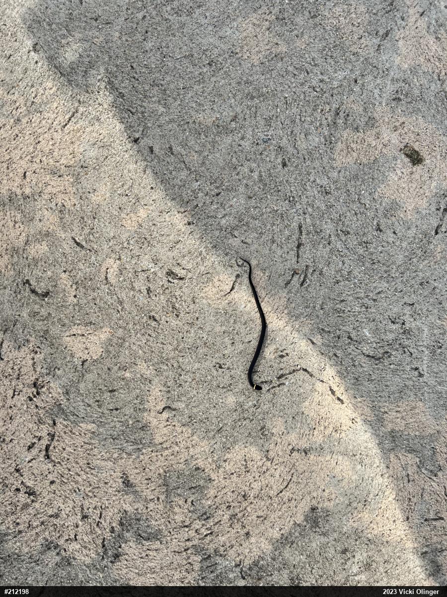Northern Ring-necked Snake